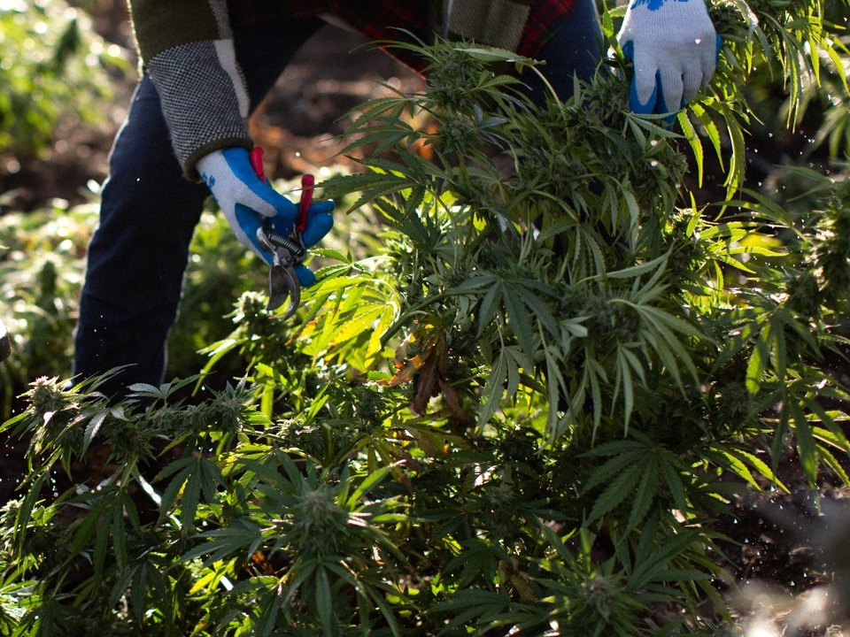 Mãos de luva cortando a planta no campo com tesoura de poda