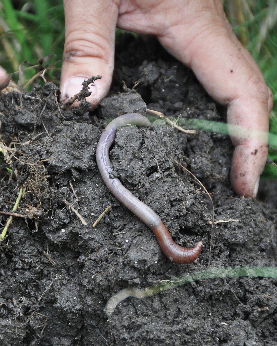 Mão na terra escura e solta, com uma minhoca e raízes finas